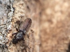 Bothrideridae