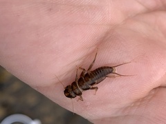 Hesperoperla pacifica