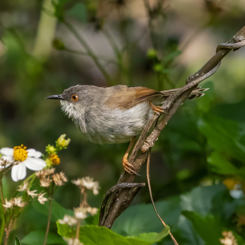 Grey-breasted Prinia (Prinia hodgsonii), photo 10