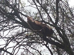 Steatornis caripensis