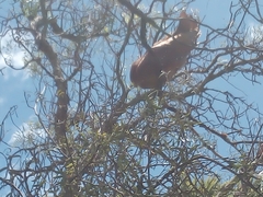 Steatornis caripensis