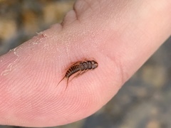 Hesperoperla pacifica