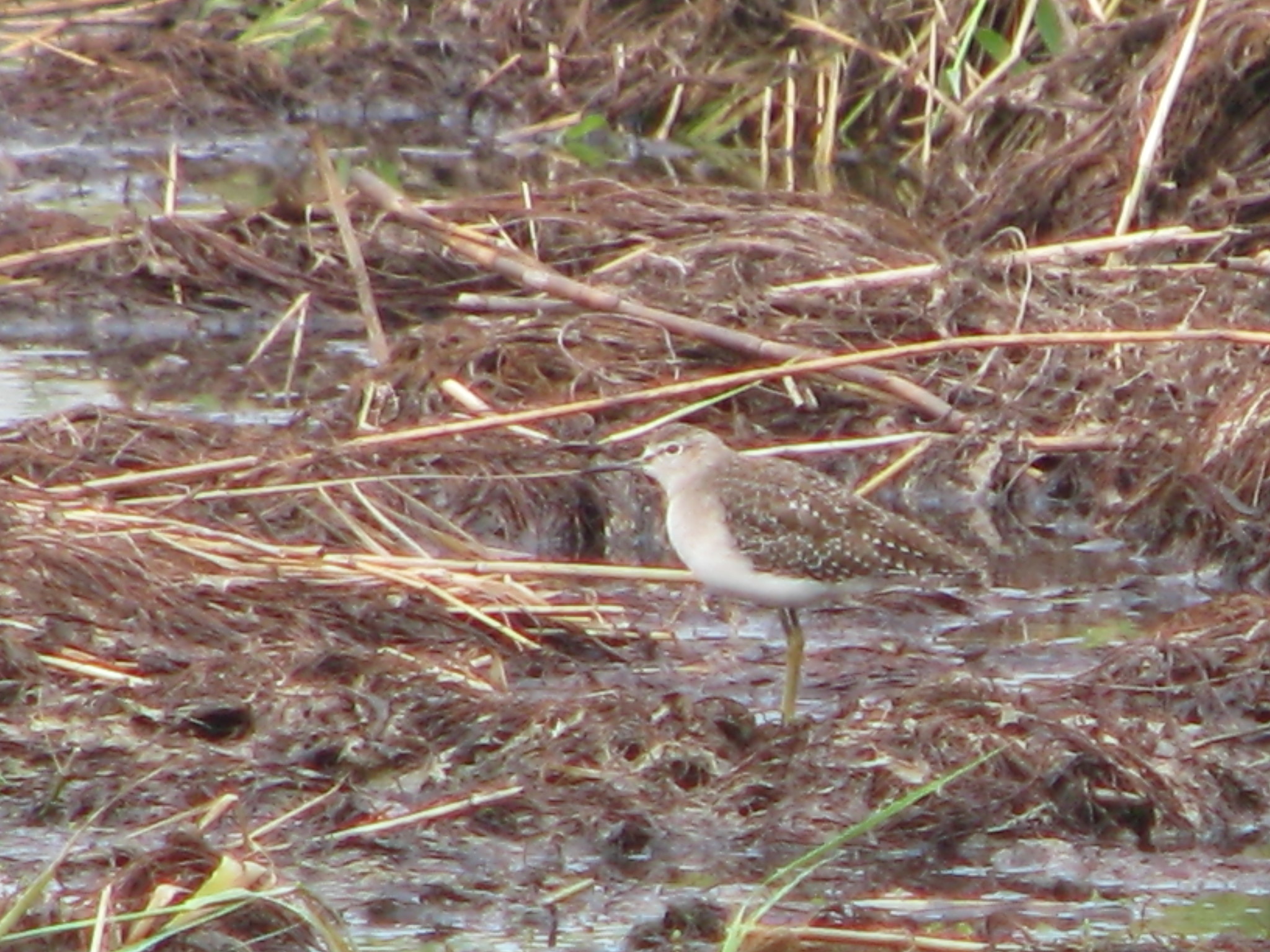 Wood Sandpiper
