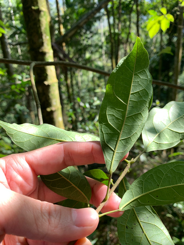 Sloanea dasycarpa, photograph 5