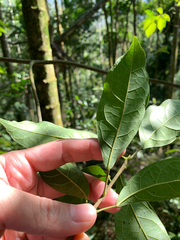 Sloanea dasycarpa, photograph (c) 呂一起(Lyu yi-chi), some rights reserved (CC BY)