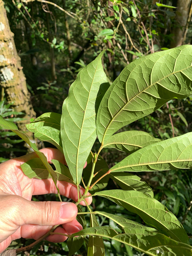 Sloanea dasycarpa, photograph 1