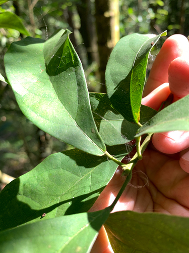 Sloanea dasycarpa, photograph 6