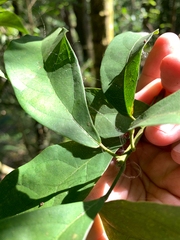 Sloanea dasycarpa, photograph (c) 呂一起(Lyu yi-chi), some rights reserved (CC BY)