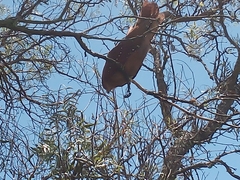 Steatornis caripensis