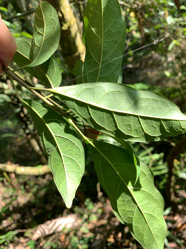 Sloanea dasycarpa, photograph 4