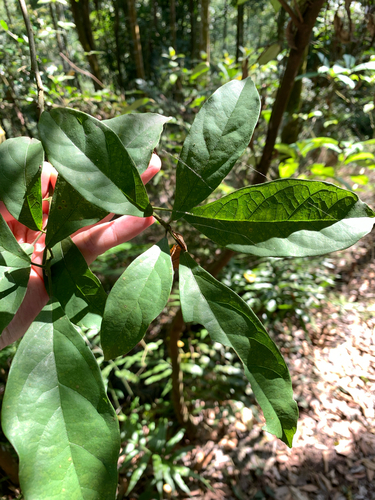 Sloanea dasycarpa, photograph 3