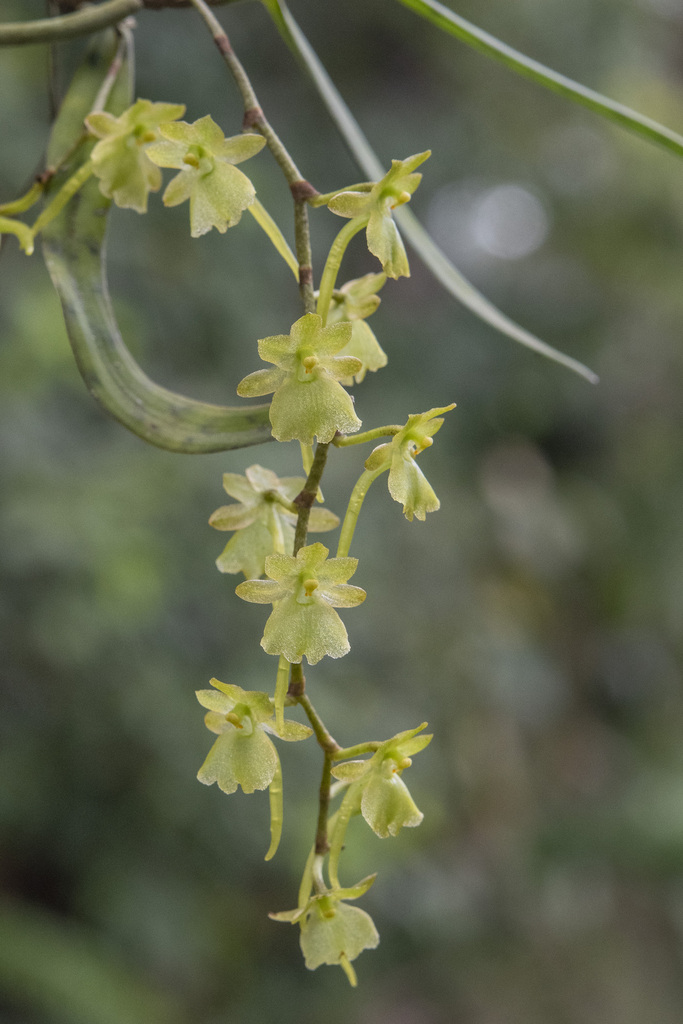 Rhipidoglossum lucieae