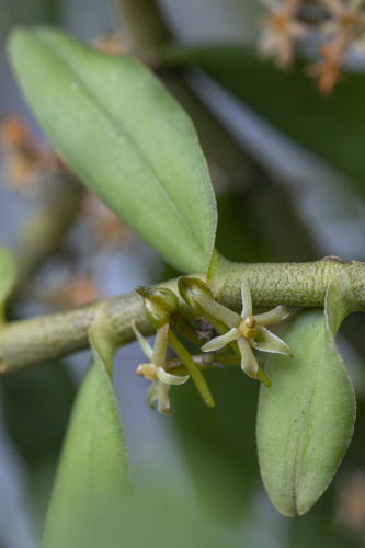 Tridactyle anthomaniaca
