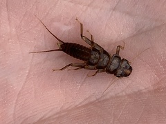 Hesperoperla pacifica