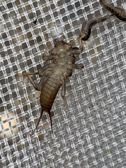 Hesperoperla pacifica