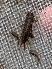 Hesperoperla pacifica