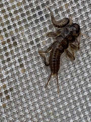 Hesperoperla pacifica