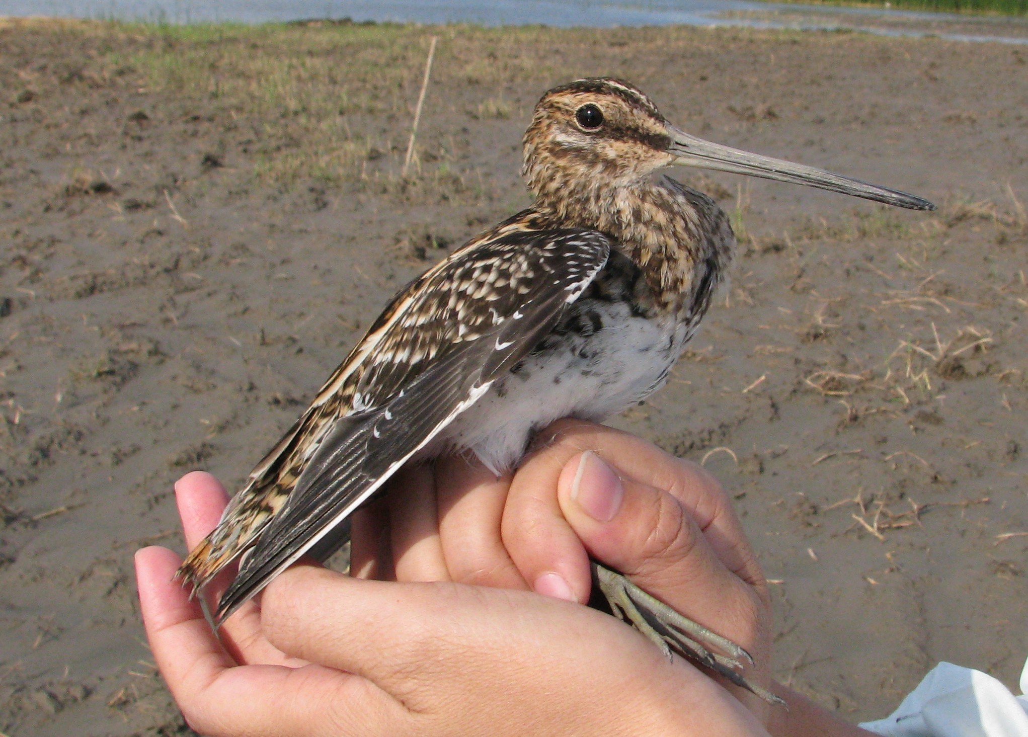 Common Snipe
