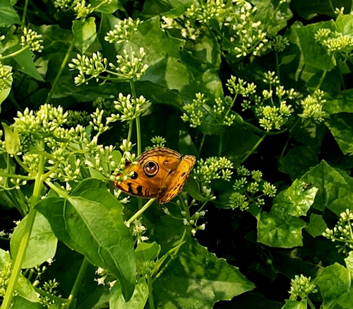 Peacock Pansy