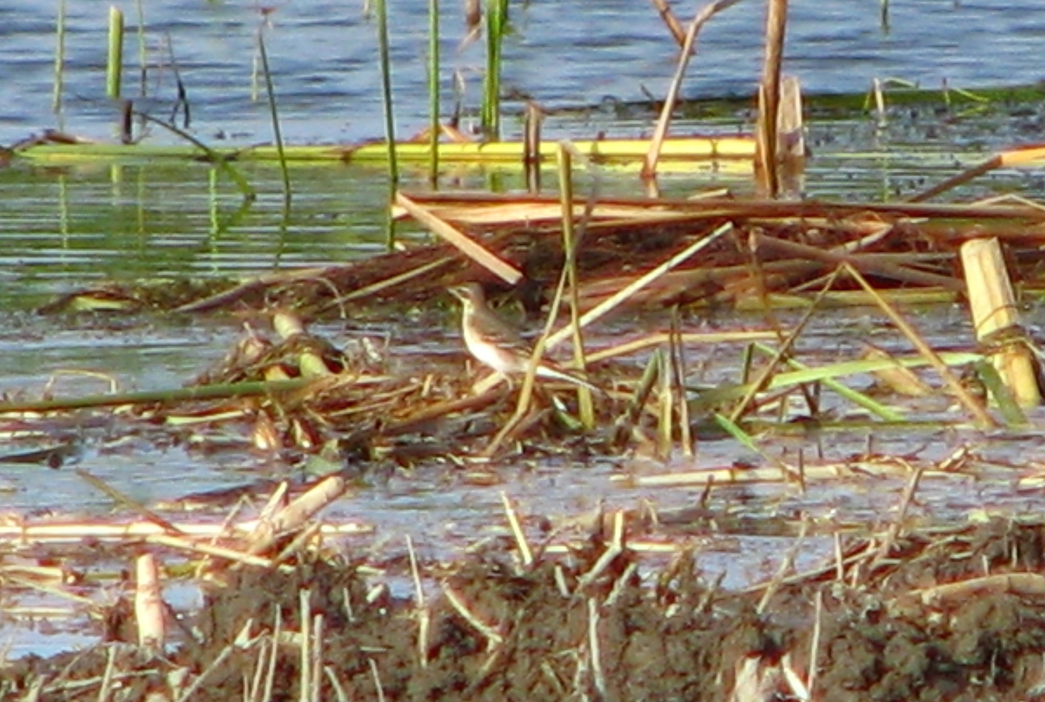 Eastern Yellow Wagtail