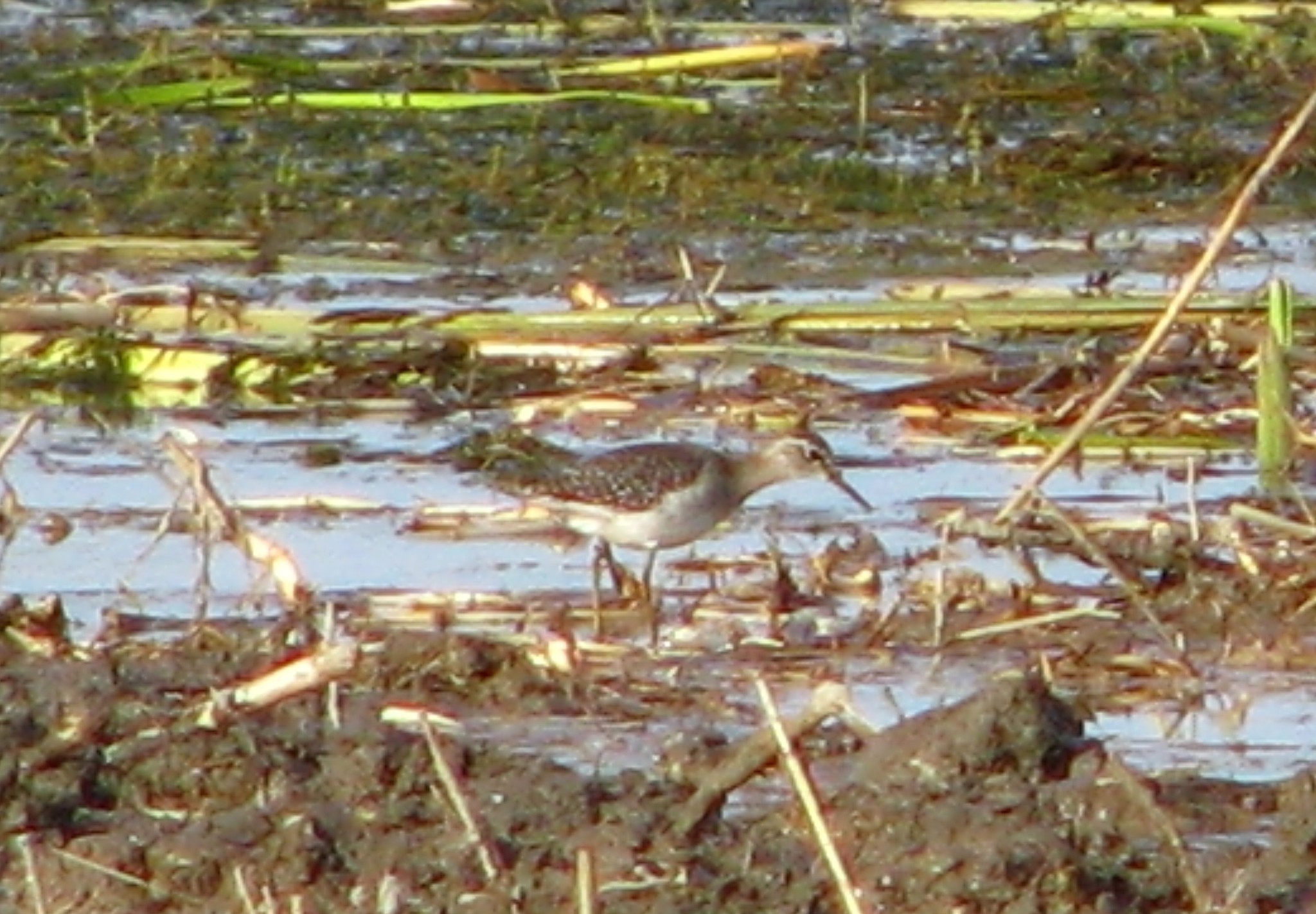 Wood Sandpiper