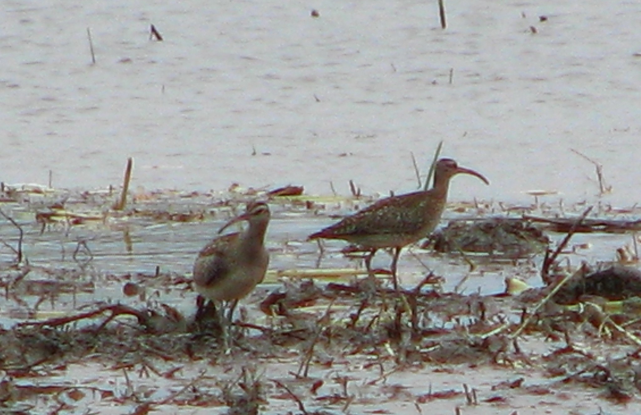 Eurasian Whimbrel