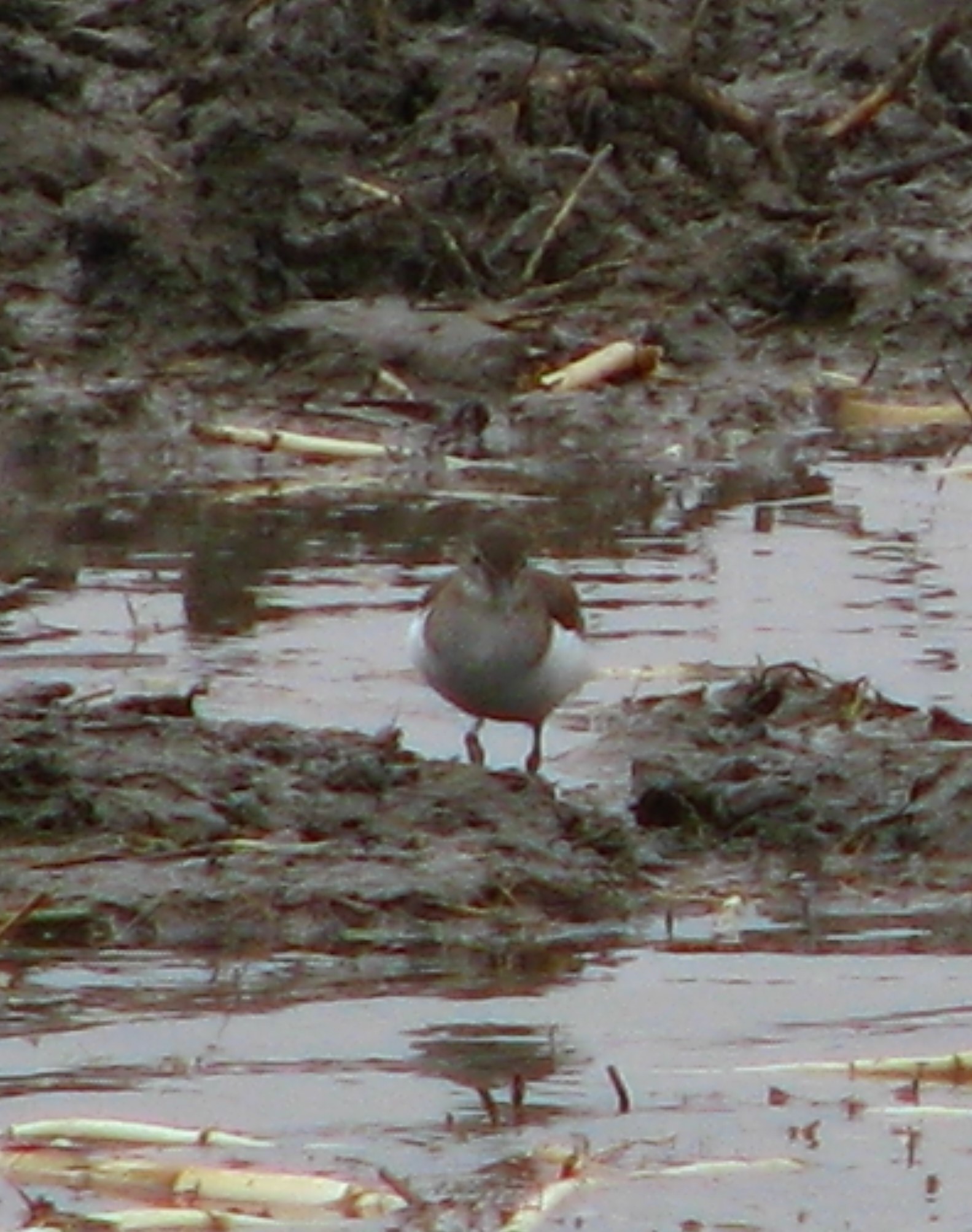 Common Sandpiper
