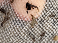 Hesperoperla pacifica