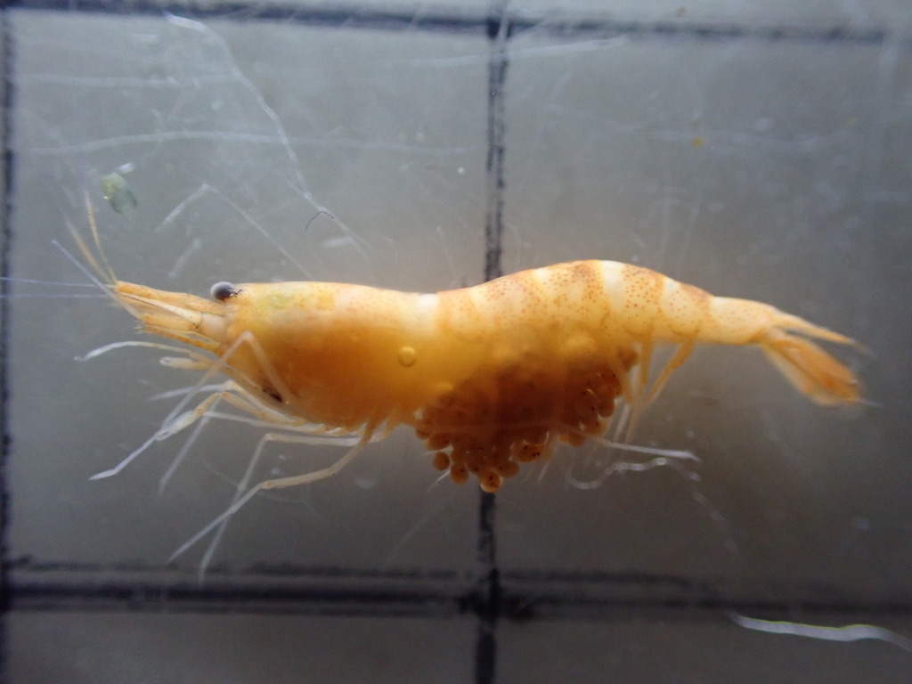 Potamalpheops monodi
