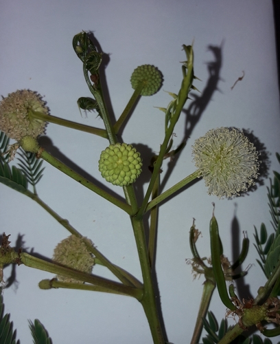 Leucaena leucocephala