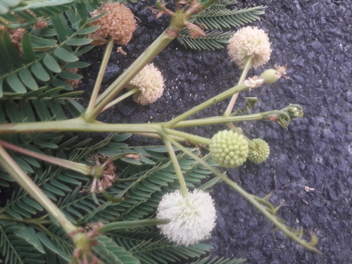 Leucaena leucocephala