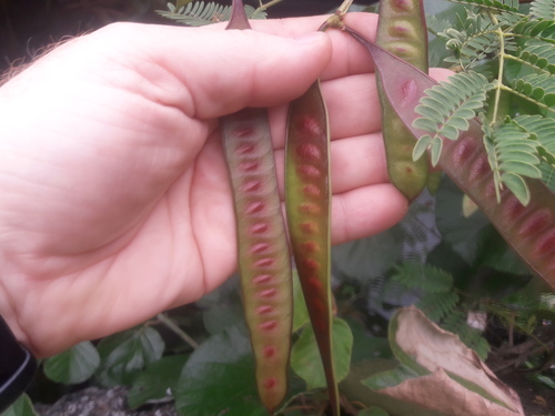 Leucaena leucocephala