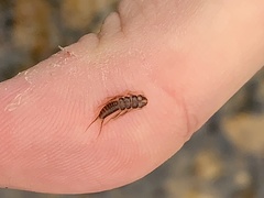 Hesperoperla pacifica