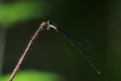Nesobasis longistyla