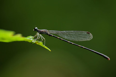 Melanesobasis flavilabris