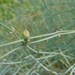 Ephedra pedunculata - Photo (c) CARLOS VELAZCO, μερικά δικαιώματα διατηρούνται (CC BY-NC), uploaded by CARLOS VELAZCO