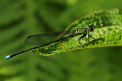 Nesobasis comosa