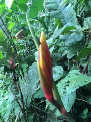 Heliconia episcopalis