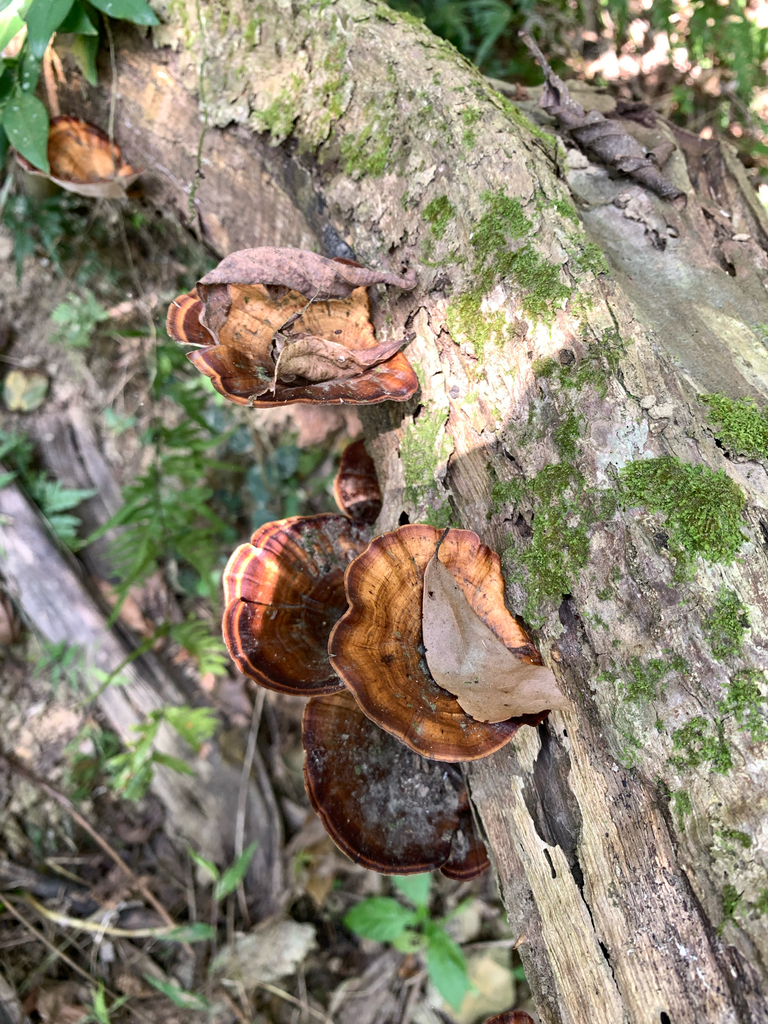 Microporus xanthopus · March 2026 · photo: © pchi45 (iNaturalist, cc-by)