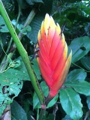 Heliconia episcopalis