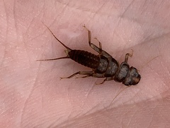 Hesperoperla pacifica