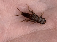 Hesperoperla pacifica