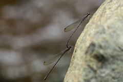 Melanesobasis flavilabris