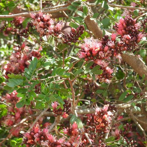 Forest Boerbean (Schotia latifolia)