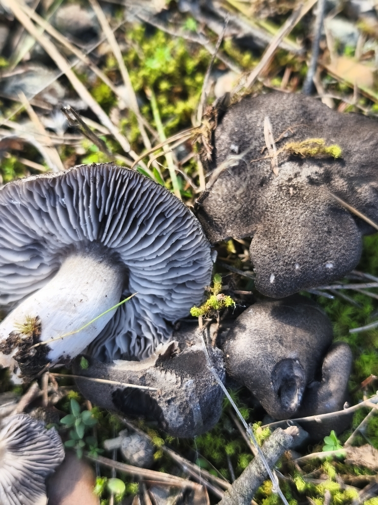 Tricholoma terreum · March 2026 · photo: © mycototor (iNaturalist, cc-by)