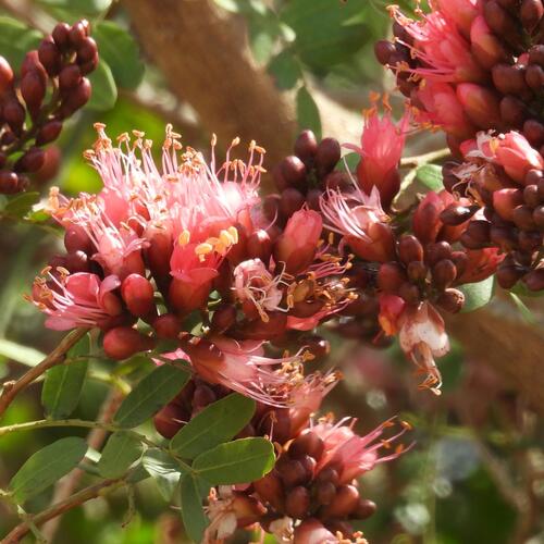 Schotia latifolia, photograph 5