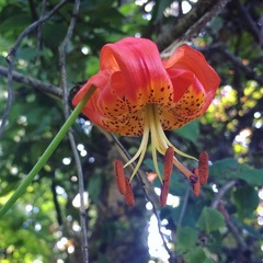 Lilium pardalinum pitkinense