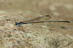 Nesobasis longistyla