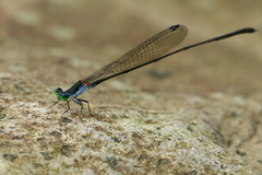 Nesobasis longistyla