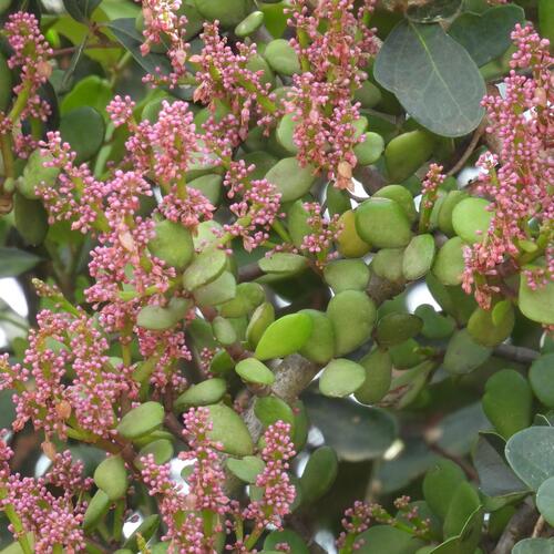 Portulacaria afra